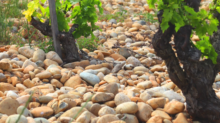 Die Böden der Region prägt das Terroir